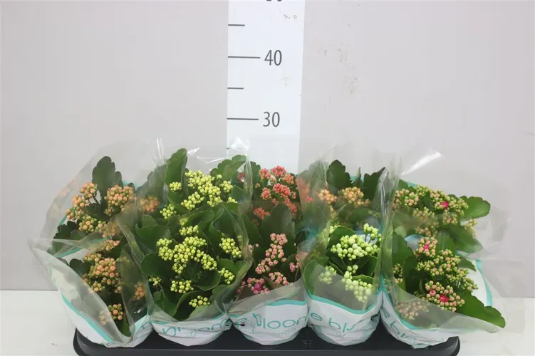 Kalanchoe Calandiva mix črepník 10,5 cm