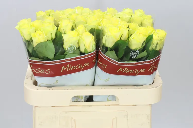 Rosa Gr Minion 60 cm