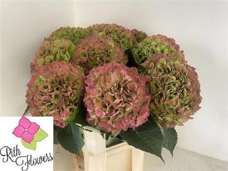 Hortenzia Salute Classic 80 cm