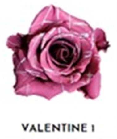 Ruža farbená Valentine 1, Ekvádor 50 cm