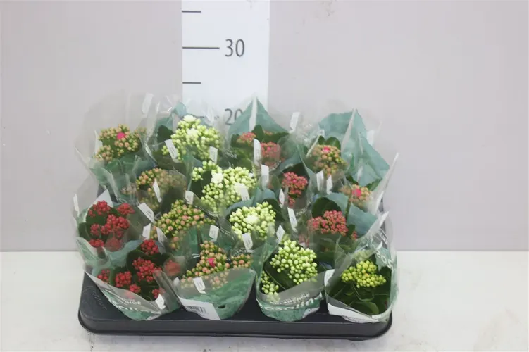 Kalanchoe Rosalina Mix črepník 7 cm