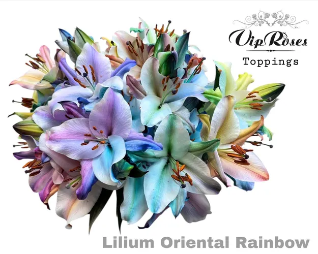 Li Or Rainbow 95 cm
