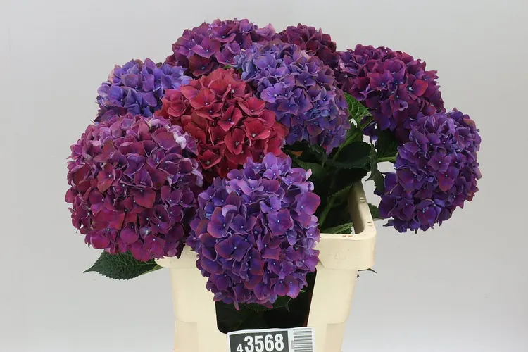 Hyd Ruby Aubergine 60 cm