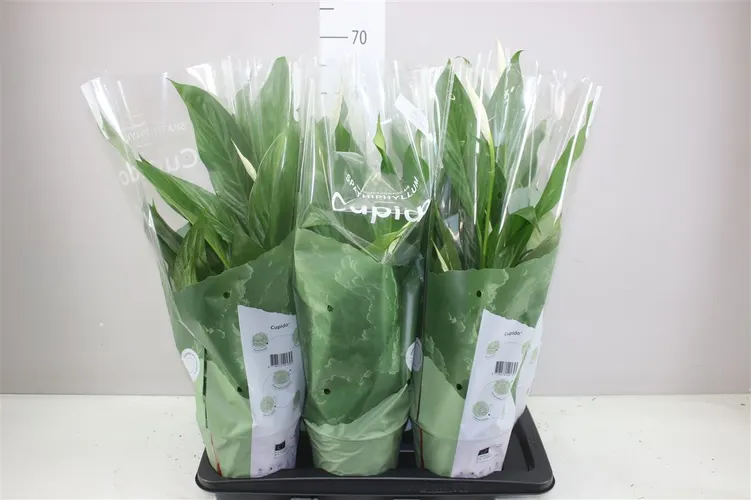 Spathiphyllum Bingo Cupido črepník 17 cm