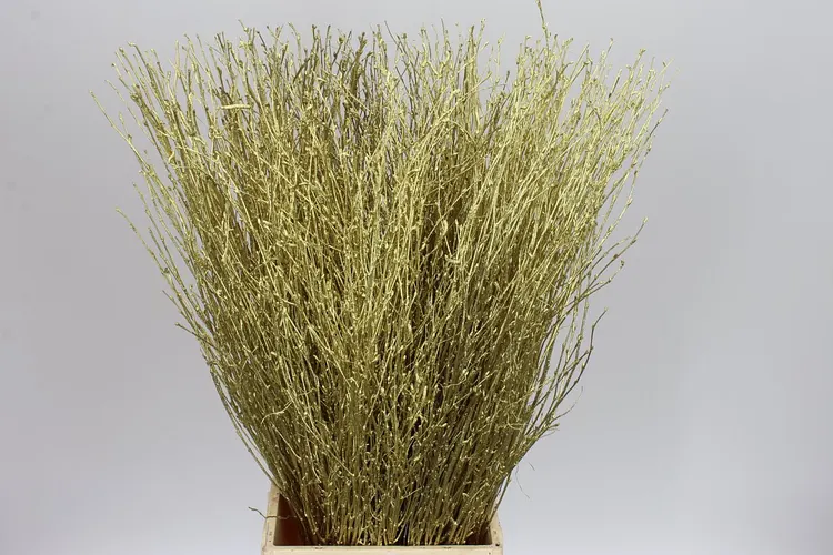 Berk Gold 70 cm