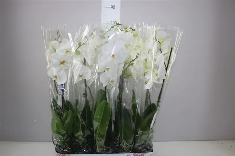 Orchidea Phalaenopsis biela 9+, 1 výhon črepník 12 cm