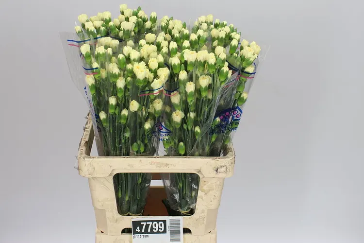 Karafiát trsový Cream 65 cm