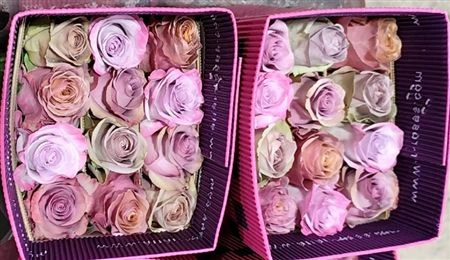 Ruža Rb Lavender mix, Ekvádor 50 cm