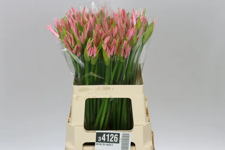 Nerine Bo Vesta K 60 cm
