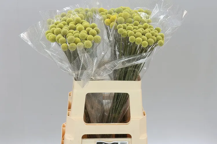Craspedia 60 cm