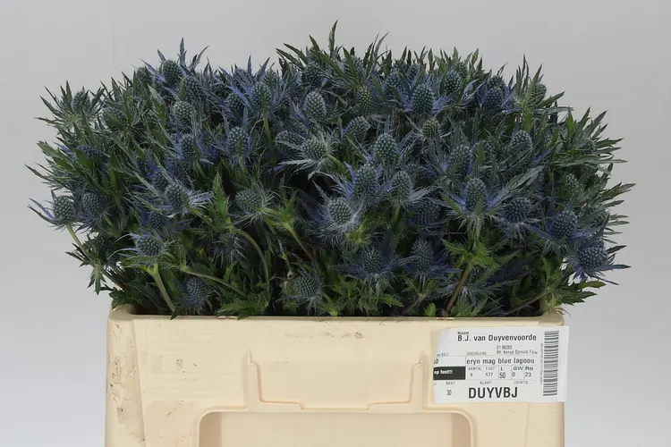 Eryngium Blue Lagoon 50 cm