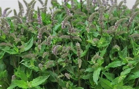 Mentha Tigra 60 cm