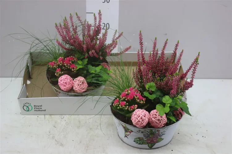 Arr Tuinplanten In Zink Rond Wit črepník 22 cm