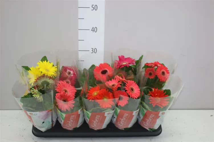 Gerbera C G mix 2+ črepník 12 cm