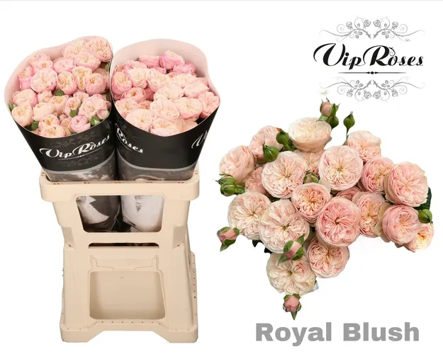 R Tr Royal Blush 60 cm