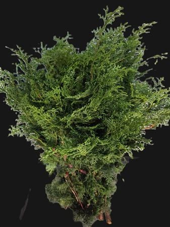 Cham.obtusa Gloriosa 1,5 Kg