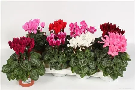 Cyclamen Kl Verano Gemengd črepník 10,5 cm