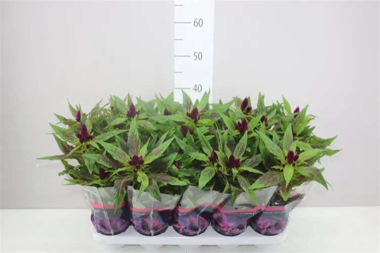 Celosia Intenz D Purple črepník 12 cm
