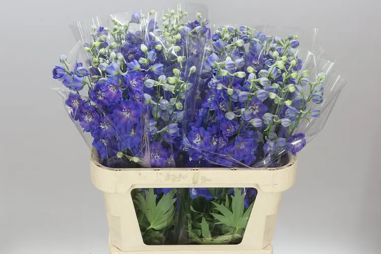 Stračonôžka Elatum Blue Emerald 80 cm