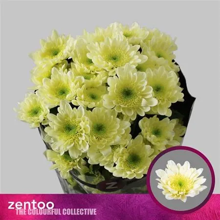 Chr T Radost Creme 70 cm