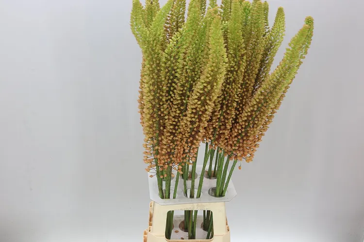 Eremurus Emmy-ro Orange 100 cm