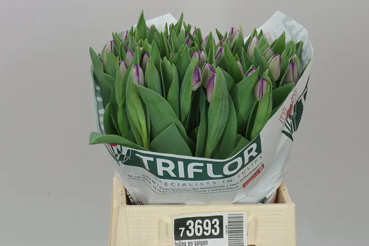 Tulipán jednoduchý Saigon 43 cm