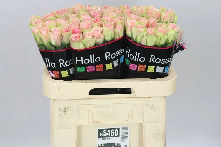 Ruža Belle Rose 60 cm