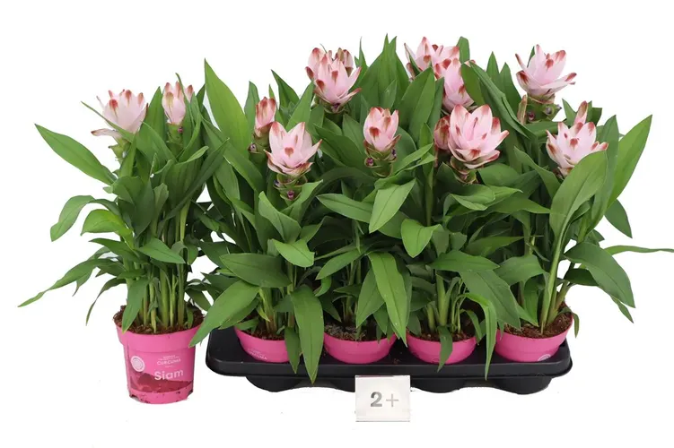 Curcuma Siam Salsa črepník 14 cm