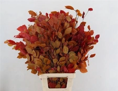 Buk Autumn 80 cm