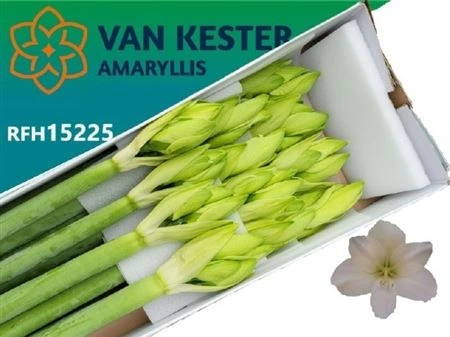 Amarylis Casablanca 80 cm
