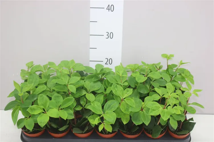Peperomia Pereskiifolia črepník 8,5 cm