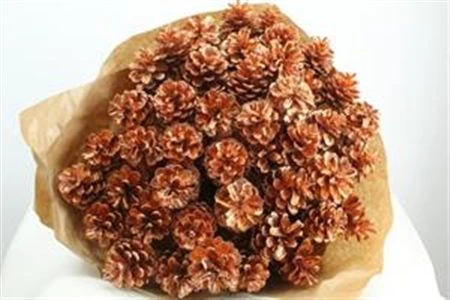 Pine Cone Copper, sušené 50 cm