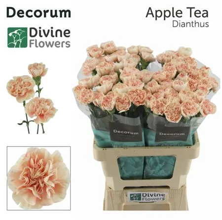 Di St H. Apple Tea 60 cm