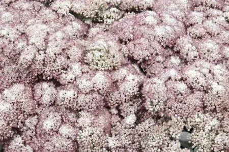 Sedum Painted White 55 cm