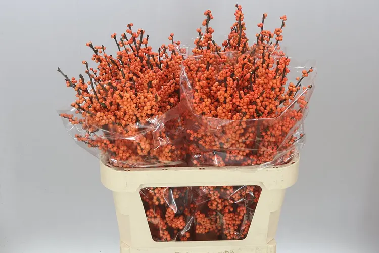 Ilex Winter Gold 80 cm