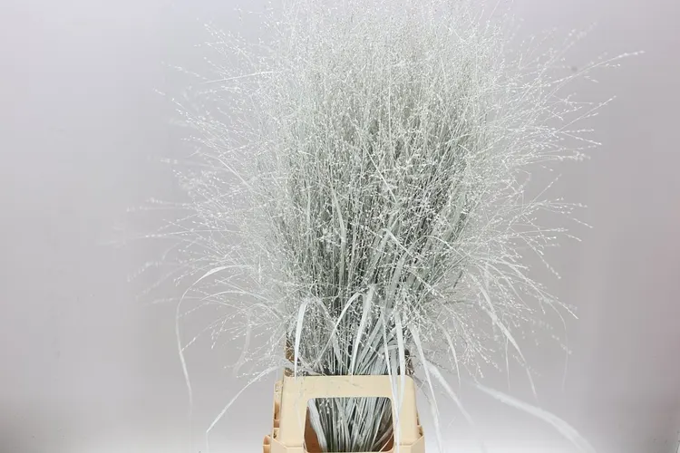 Panicum farbené White 95 cm