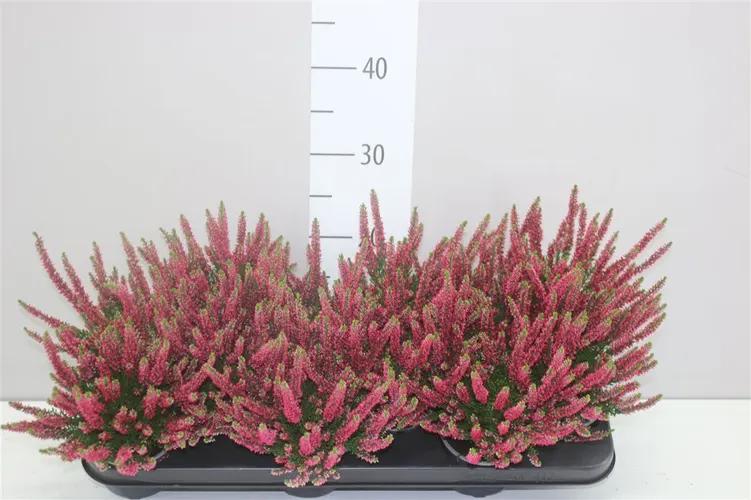 Calluna Beauty Ladies Rood črepník 9,5 cm