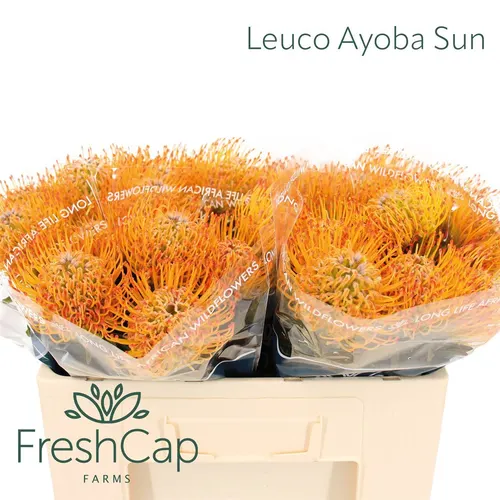 Leucospermum Ayoba Sun 50 cm