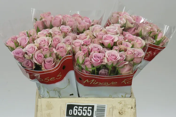 Rosa Tr Leila 40 cm