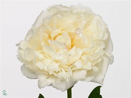 Pivonka Mary E. Nicholls 55 cm