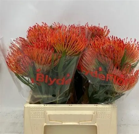 Leucospermum Scarlet Ribbon 40 cm