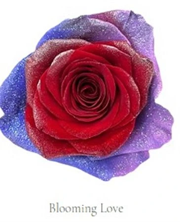 Ruža farbená Bloomig Love, Ekvádor 50 cm
