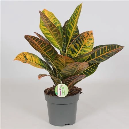 Codiaeum 'petra' črepník 17 cm