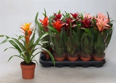 Guzmania mix črepník 12 cm