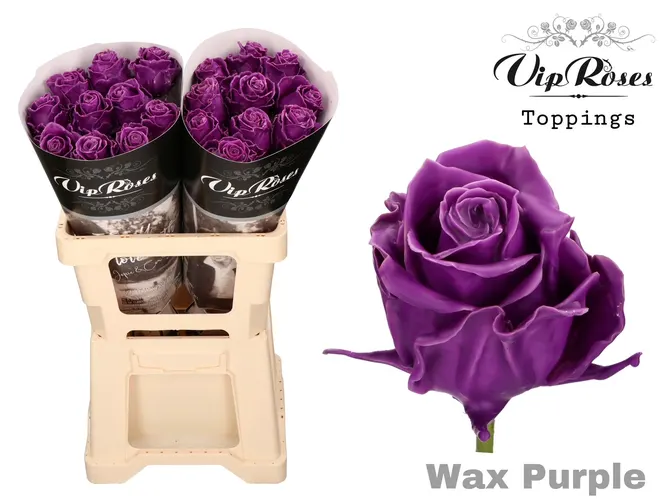 Ruža Wax Purple (60cm) 60 cm