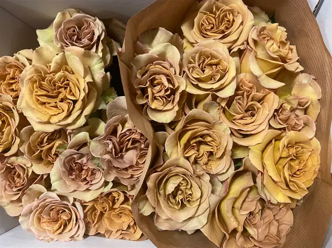 Rosa Gr Ec James Brown 50 cm