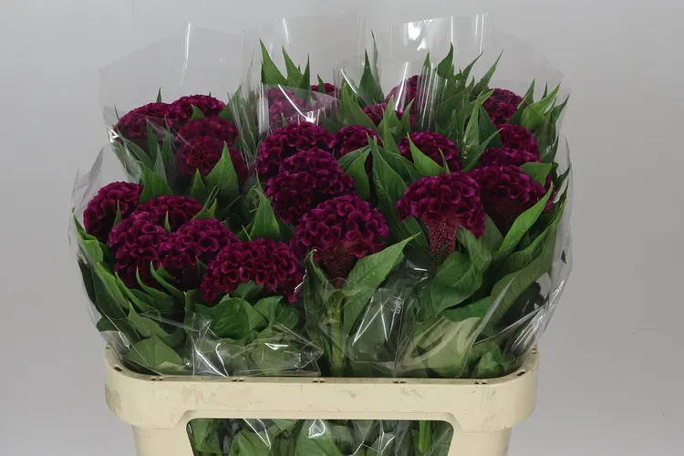 Celosia Mystic 75 cm
