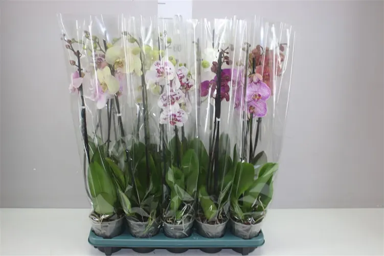Phal Gemengd 2 Tak črepník 12 cm