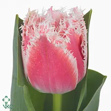 Tulipány (Tulips)