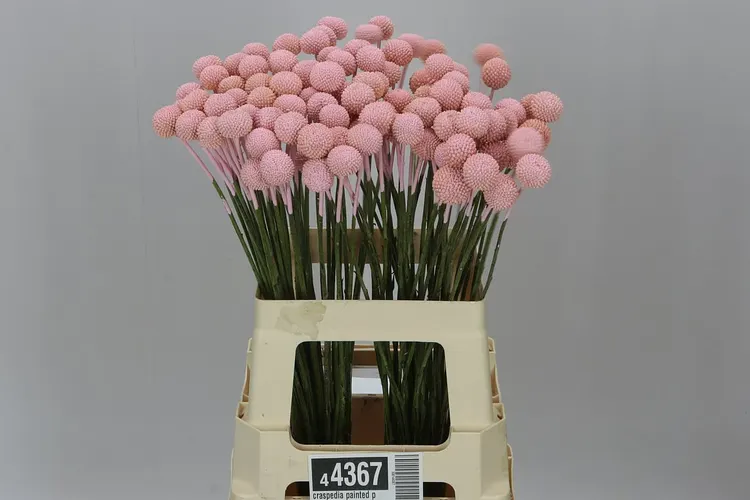 Craspedia Painted Pink Pale 60 cm